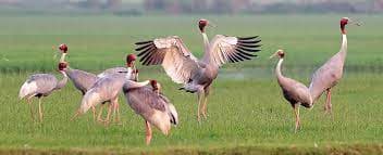 पक्षियों का घटना जैवविविधता के लिए नुकसानदेह