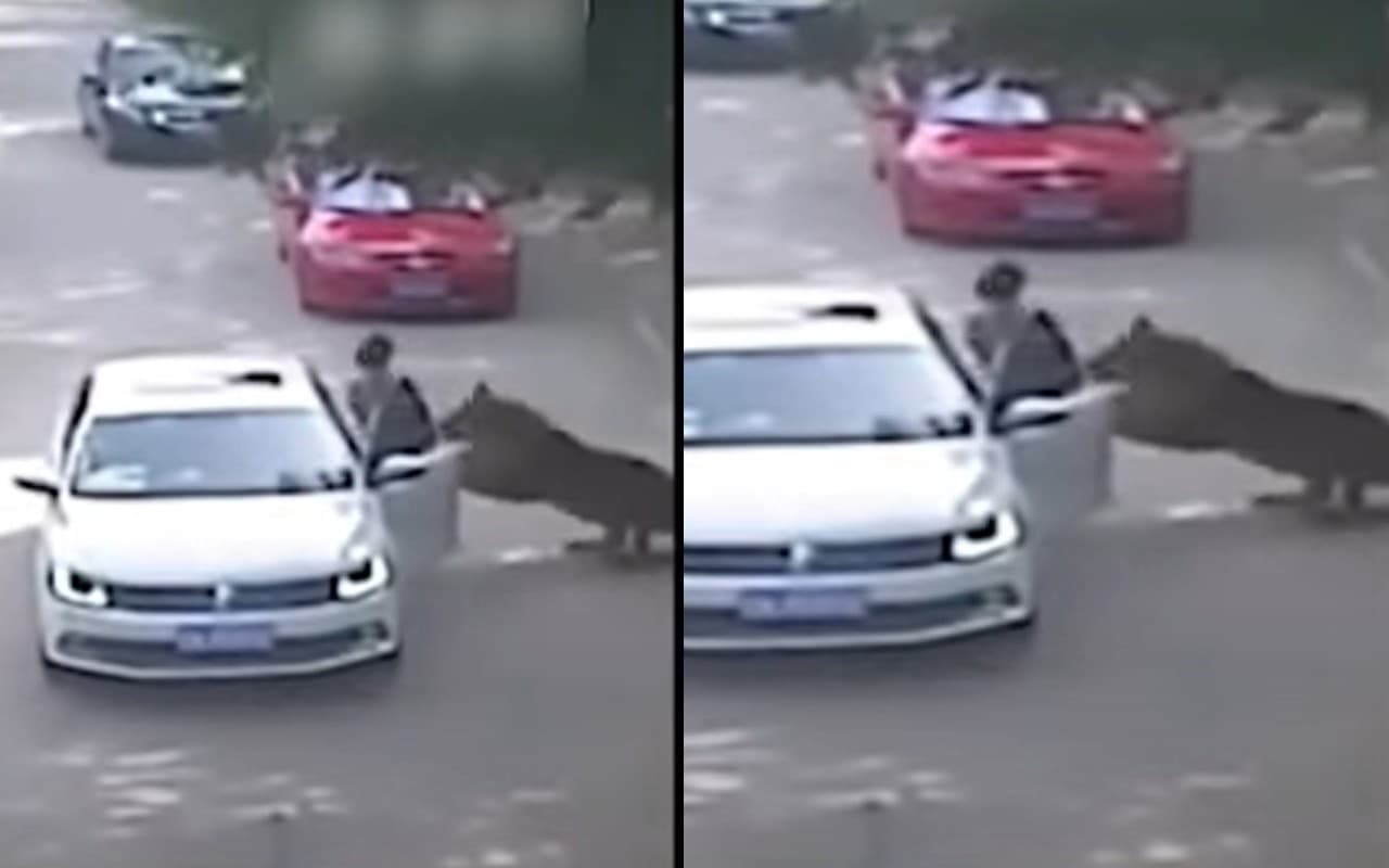 Viral Video: कार से बाहर निकली महिला को उठा ले गया बाघ, वीडियो देख रह जाएंगे दंग