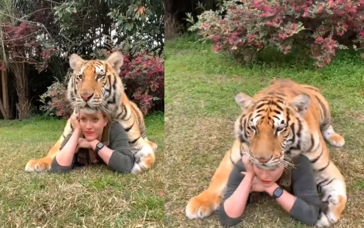 Video: टाइगर के साथ पोज देने के चक्कर में लड़की ने कर दी बड़ी गलती, तभी शेर ने...