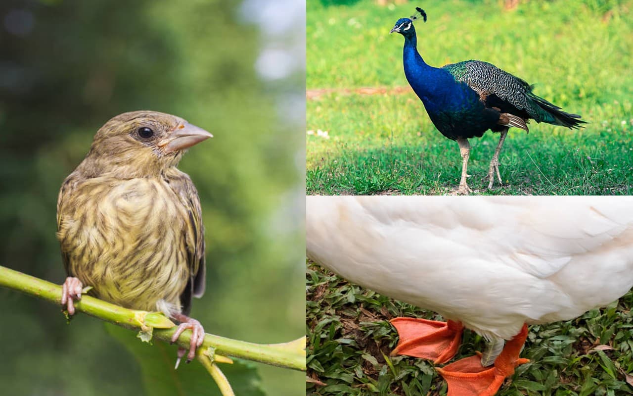 पंजों से कैसे करें पक्षियों की पहचान, यहां जानें