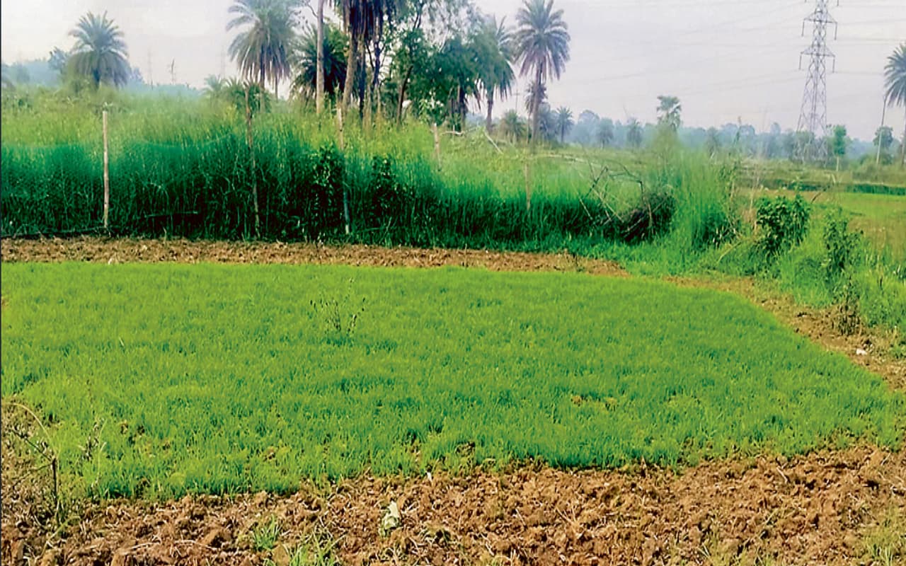 धनबाद में वर्षा के अभाव में धनरोपनी नहीं की जा सकी है शुरू, किसान चिंतित