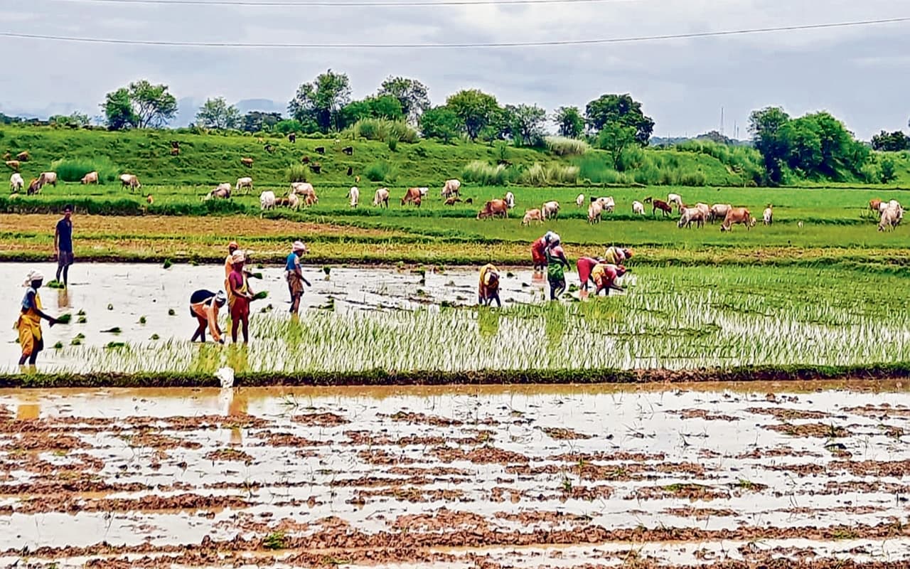 जमशेदपुर में सबसे कम, चाकुलिया और धालभूमगढ़ में हुई अधिक बारिश, फसलों के बुआई पर पड़ा असर