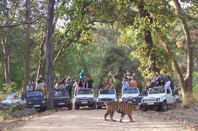 वाल्मीकि टाइगर रिजर्व पहुंचा यूक्रेन और रूस का जत्था, बिहार की सुंदरता देख चकित हुए विदेशी पर्यटक वाल्मीकि टाइगर रिजर्व पहुंचा यूक्रेन और रूस का जत्था, बिहार की सुंदरता देख चकित हुए विदेशी पर्यटक