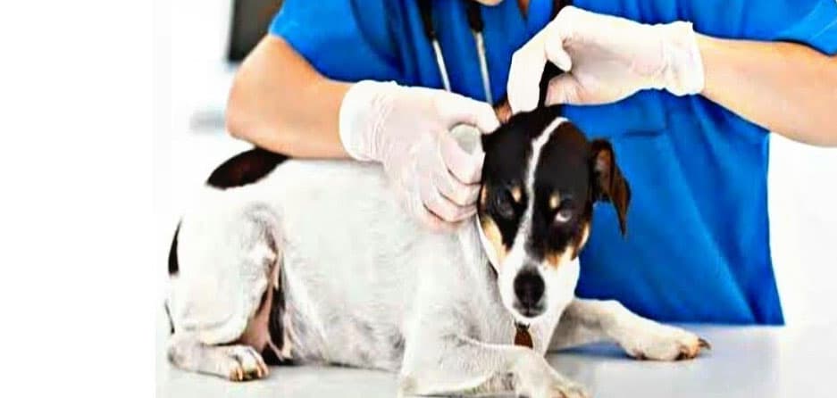 पटना में सचिव से लिखित आश्वासन न मिलने से नाराज वेटनरी छात्र, थाली-कटोरा पीट किया प्रदर्शन