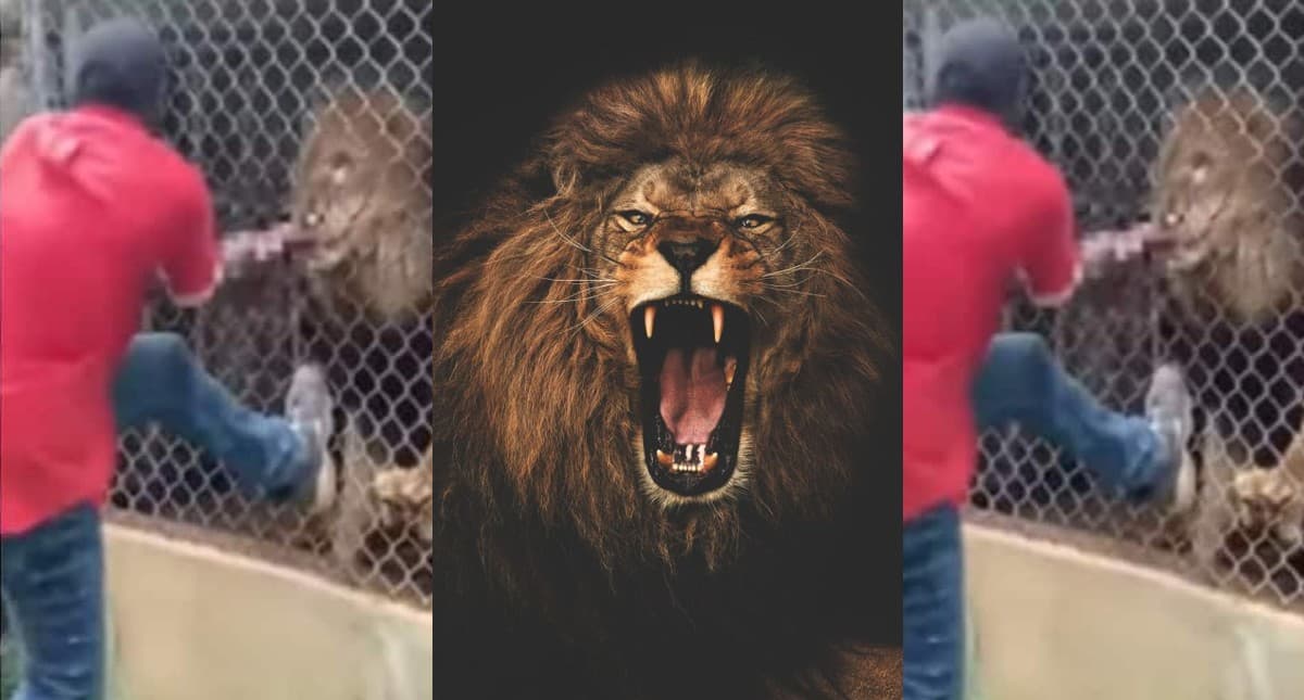 शेर के साथ शख्स का मजाक करना पड़ा भारी, जंगल के राजा ने काट ली अंगुली, देखें Viral Video