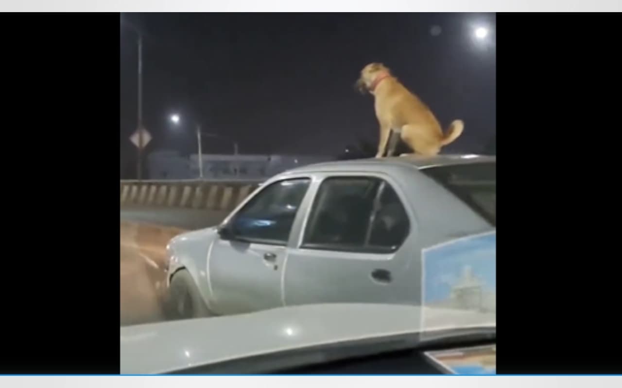 Viral Video: चलती कार की छत पर बैठे dog  का वीडियो वायरल, देखें