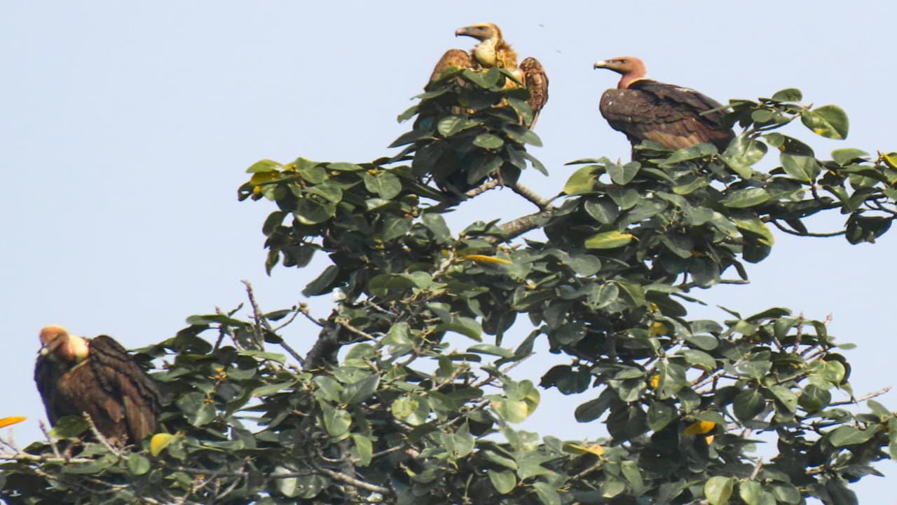Jharkhand news: दो दशक बाद कोल्हान में दिखे 'जिप्स बेंगालेंसिस' प्रजाति के गिद्ध, जानें क्या है इसकी खासियत