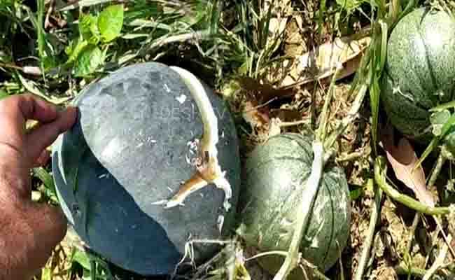 Bihar News : दो साल से लॉकडाउन की मार, इस साल ओलावृष्टि से किसान तबाह, लगायी सरकार से मदद की गुहार