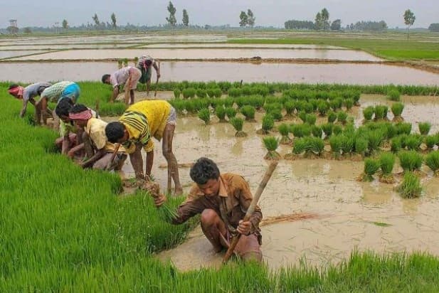 Bihar Weather: भादो में भी कम ही बरसेंगे बादल, बढ़ेगी रात की गर्मी, जानें कितना पड़ेगा खेती पर असर