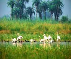 UP News: ओडीओपी की तर्ज पर वन डिस्ट्रिक्ट-वन वेटलैंड की तैयारी, इको टूरिज्म का बढ़ेगा दायरा