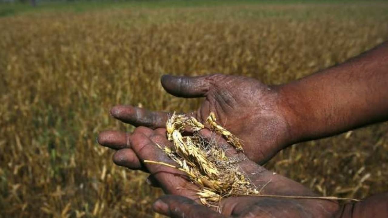 और रुलाएगी महंगाई! मौसम के बिगड़े मिजाज से बदली खेती की चाल, तीन लाख हेक्टेयर में कम हुई गेहूं की बुआई