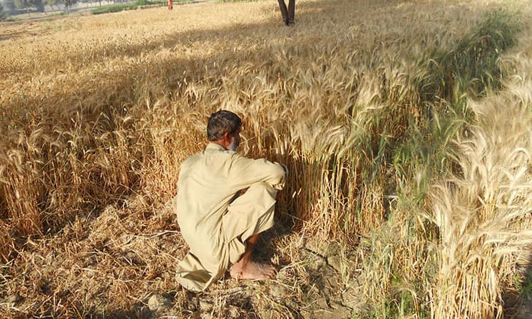 आमदनी से बहुत अधिक स्पीड में बढ़ रही है खेती की लागत, किसानों की आय कैसे हो दोगुनी