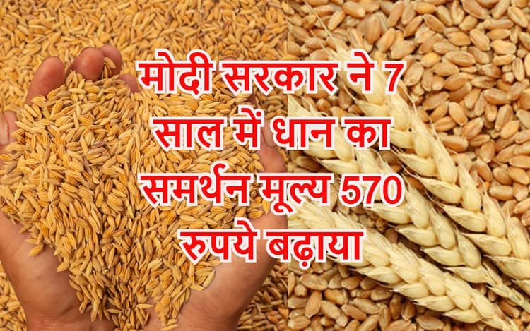 नरेंद्र मोदी सरकार में धान और गेहूं का इतना बढ़ गया समर्थन मूल्य, 2023-24 का MSP यहां चेक करें