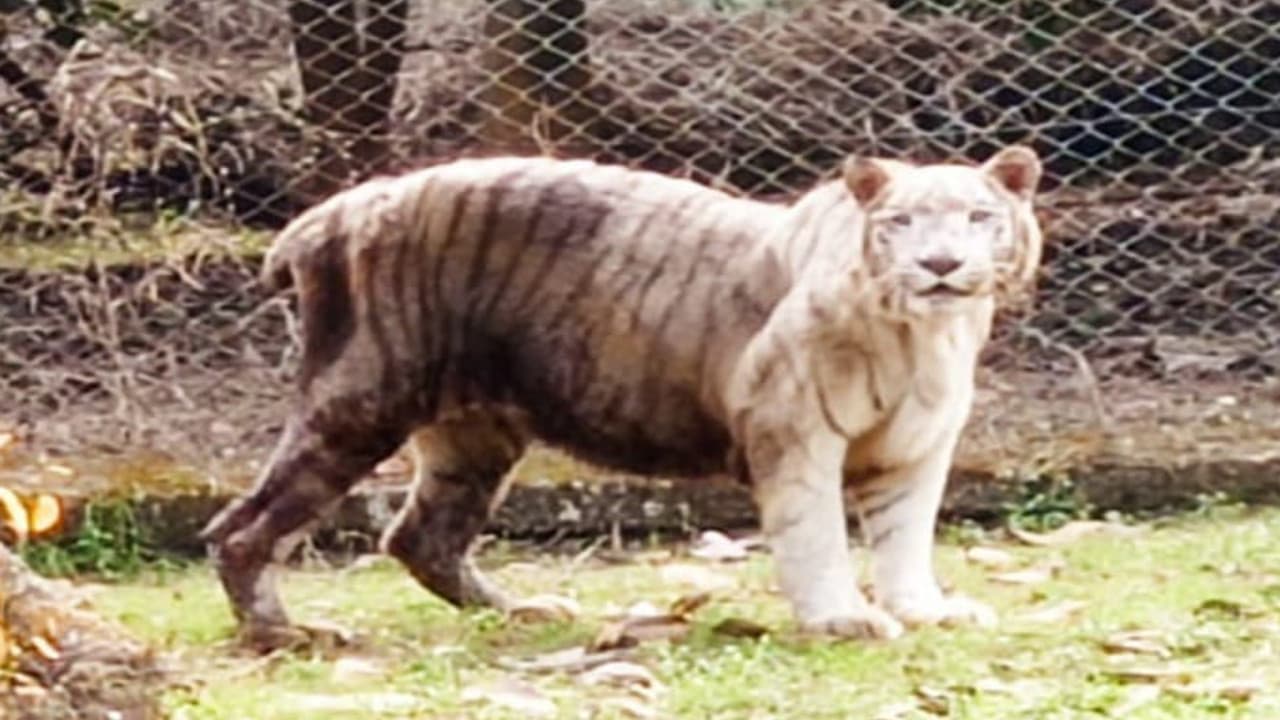 बोकारो के जैविक उद्यान में सफेद बाघिन 'गंगा' की दहाड़ अब नहीं देगी सुनायी, लंबे समय से चल रही थी बीमार