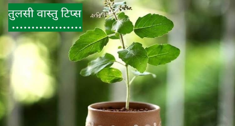 Vastu Tips For Tulsi: इसलिए रविवार और एकदाशी को नहीं दिया जाता है तुलसी में जल, जानें कारण