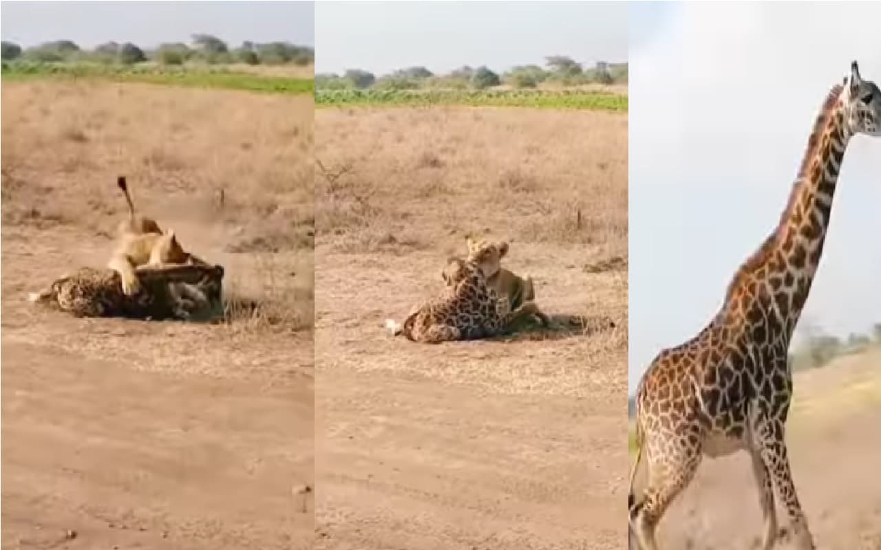 Viral Video : शेरनी ने जिराफ के बच्चे पर किया हमला तो मां ने किया ऐसा पलटवार, देख कर दंग रह जाएंगे आप