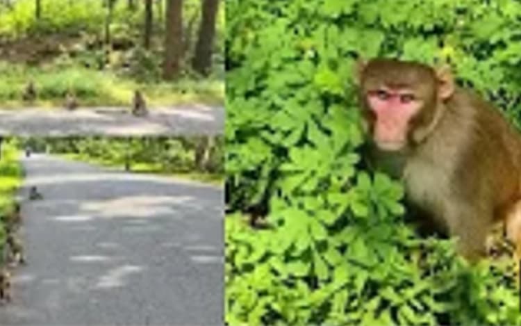 कुरकुरे, चिप्स और बिस्कुट खाकर बीमार पड़ रहे झारखंड के जंगली बंदर