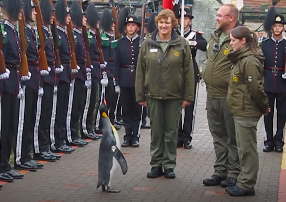 इस देश में सेना के मेजर जनरल के पद पर एक पेंगुइन! गिनीज वर्ल्ड रिकॉर्ड्स में दर्ज हुआ नाम
