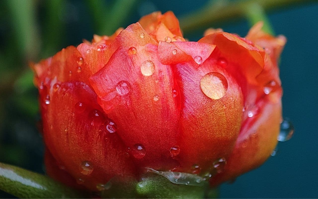 विश्व फोटोग्राफी दिवस : कैमरे से फोटोग्राफी में खींचें भविष्य की तस्वीर