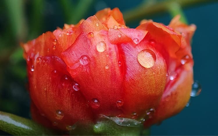 विश्व फोटोग्राफी दिवस : कैमरे से फोटोग्राफी में खींचें भविष्य की तस्वीर