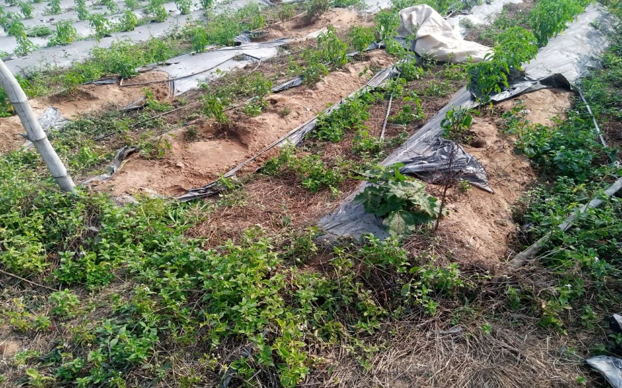 बोकारो में जंगली हाथियों का आंतक, कंडेर के कृषि फार्म में मचाया उत्पात, ‍10 लाख रुपये का नुकसान