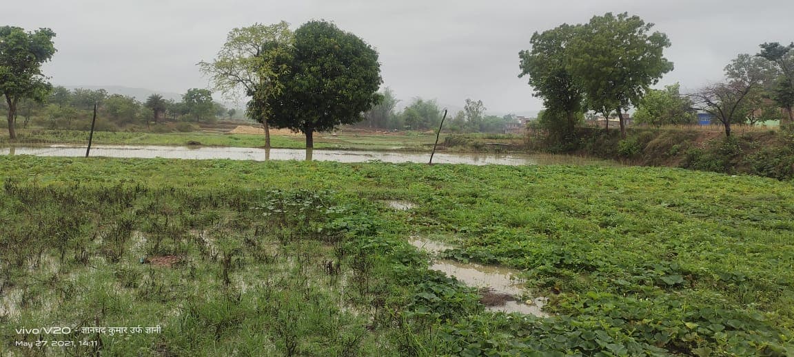 चक्रवाती तूफान Yaas की बारिश से खेतों में लगी सब्जियां पानी में डूबीं, हजारीबाग के बड़कागांव में 32 लाख की सब्जियां हुईं बर्बाद
