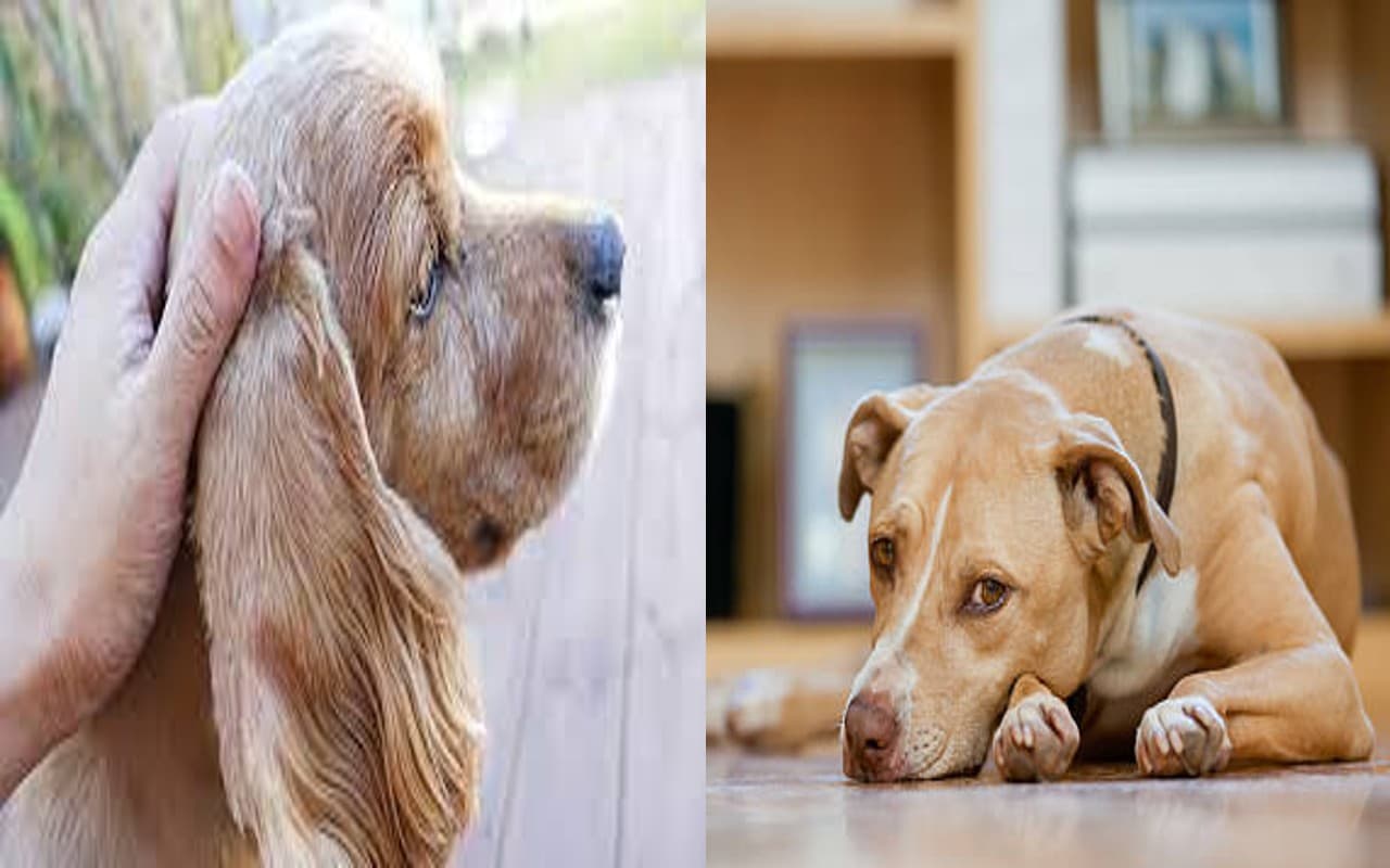 National Epilepsy Day: जानवरों में भी होती है मिर्गी की बीमारी, इन टिप्स के जरिए पेट्स की करें केयर