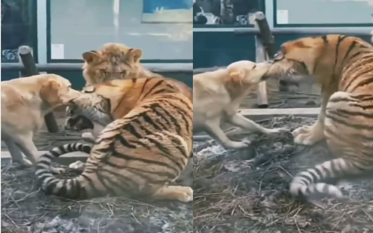 Viral Video: कुत्ते ने बाघ और शेर से लिया पंगा, तीनों के बीच हुई जबरदस्त लड़ाई, वायरल हुआ वीडियो
