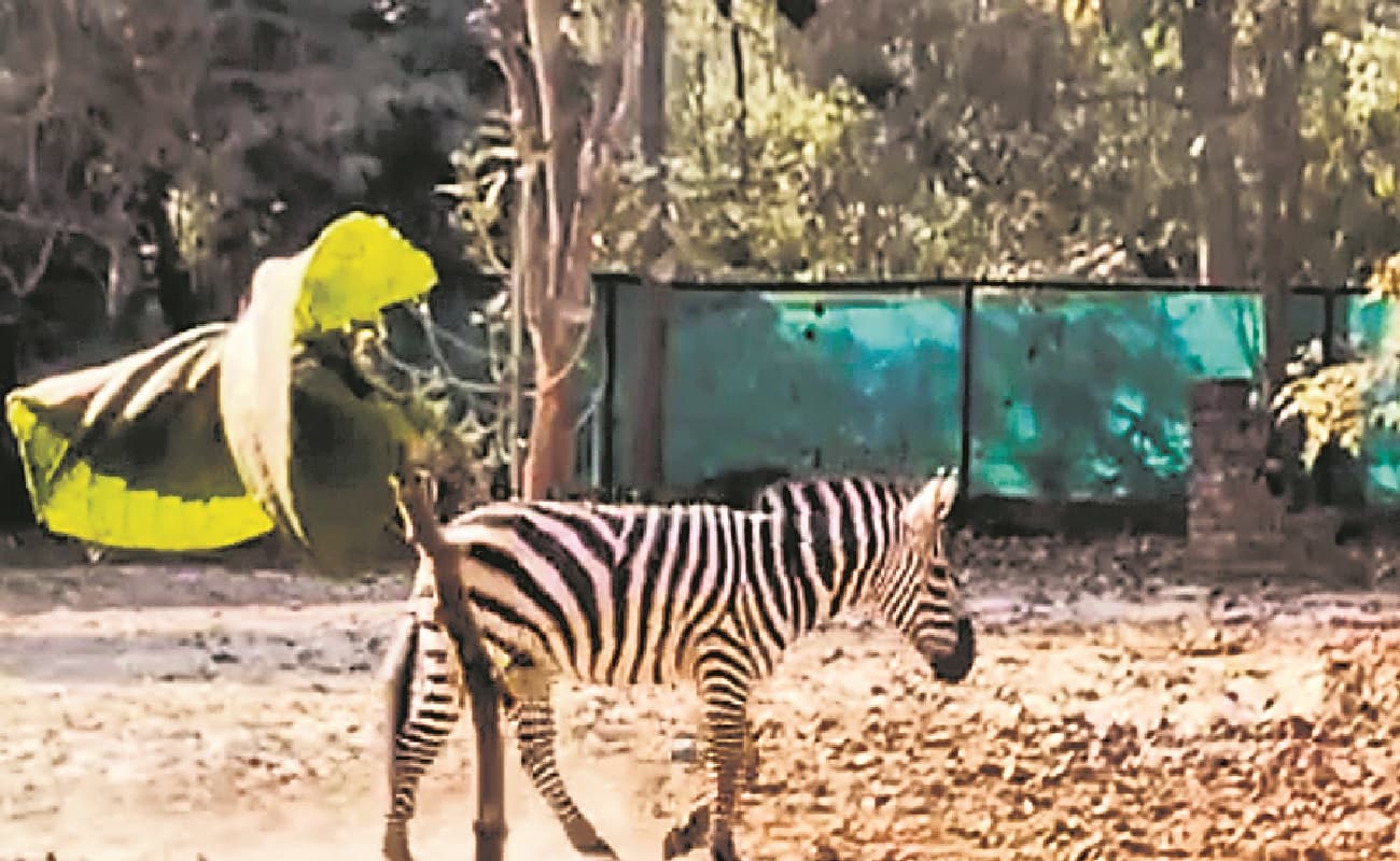 Patna Zoo में नहीं थम रहा जानवरों की मौत का सिलसिला, मैसूर जू से आये ZEBRA विक्की की सेप्टीसीमिया से मौत