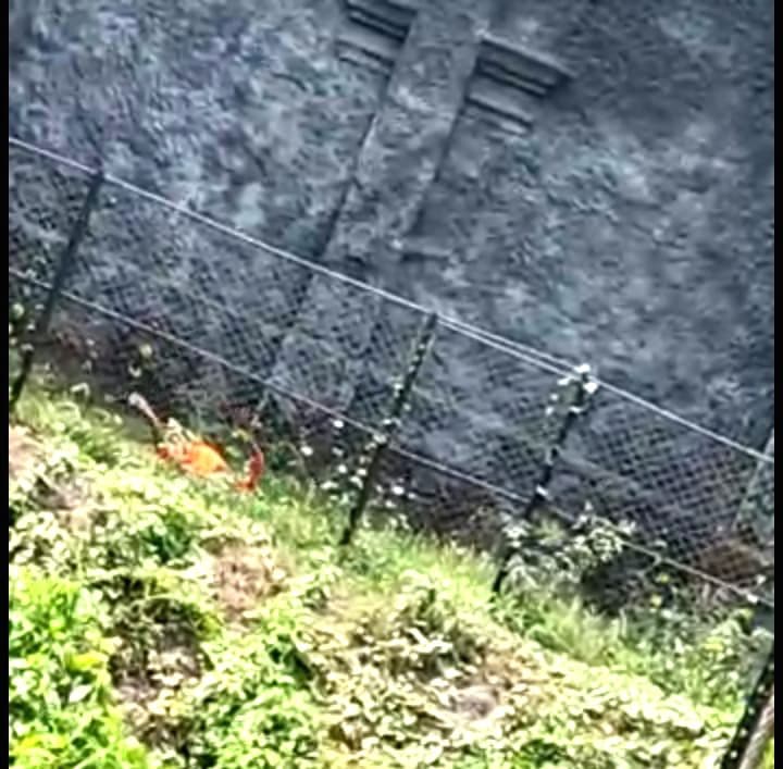 Bengal News: अलीपुर Zoo में शेर से ‘मुलाकात’ करना एक व्यक्ति पर पड़ा भारी, पहुंचा सीधे अस्पताल Bengal News: अलीपुर Zoo में शेर से ‘मुलाकात’ करना एक व्यक्ति पर पड़ा भारी, पहुंचा सीधे अस्पताल