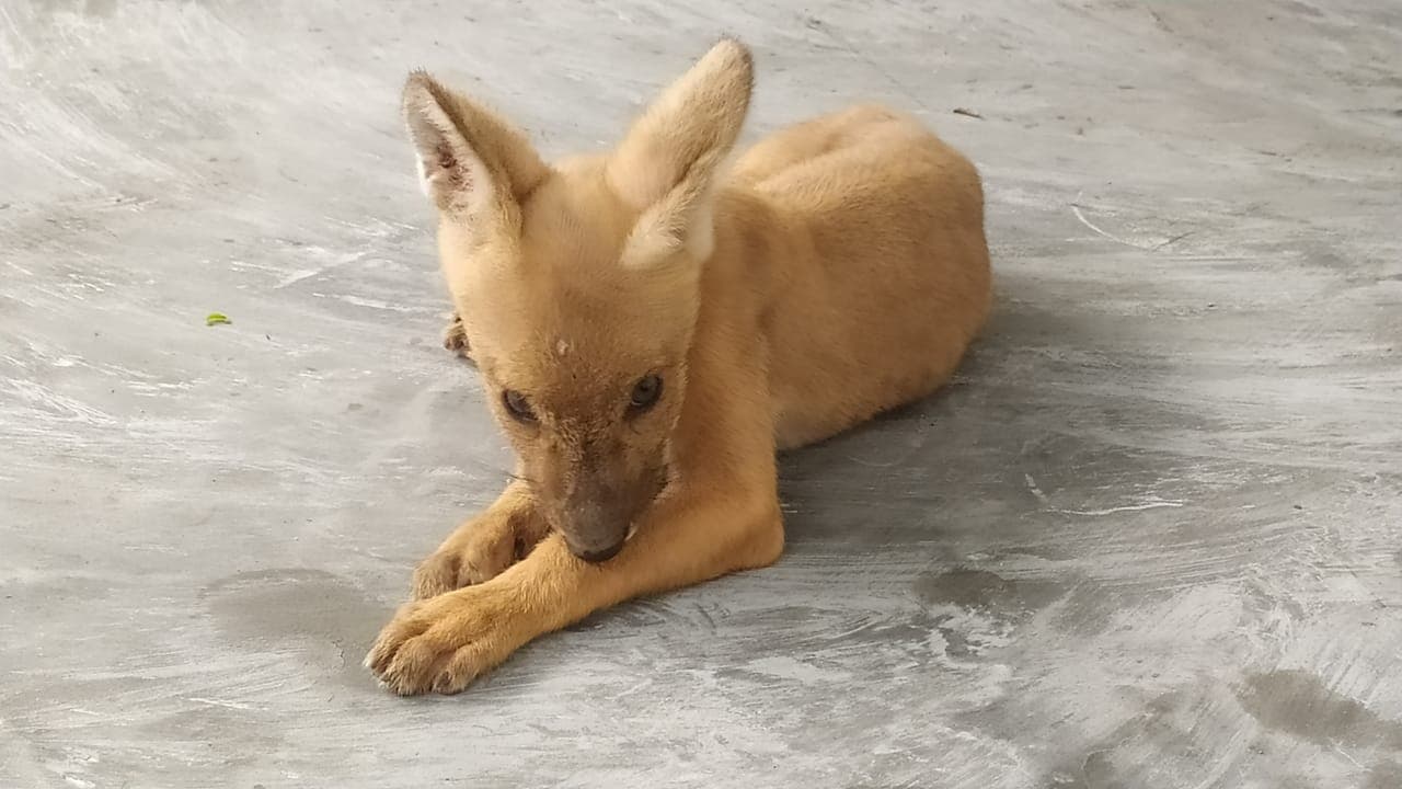 अलीपुर ZOO में खुशखबरी, 50 साल बाद वाइल्ड डाॅग ने लिया जन्म