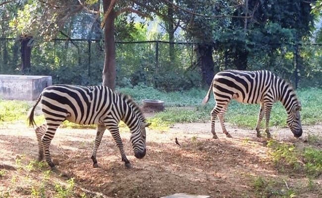 पटना ZOO में स्पैरो अवेयरनेस प्वाइंट का हुआ उद्घाटन, जू में मैसूर से आयेंगे जेबरा, ढोले और हंस