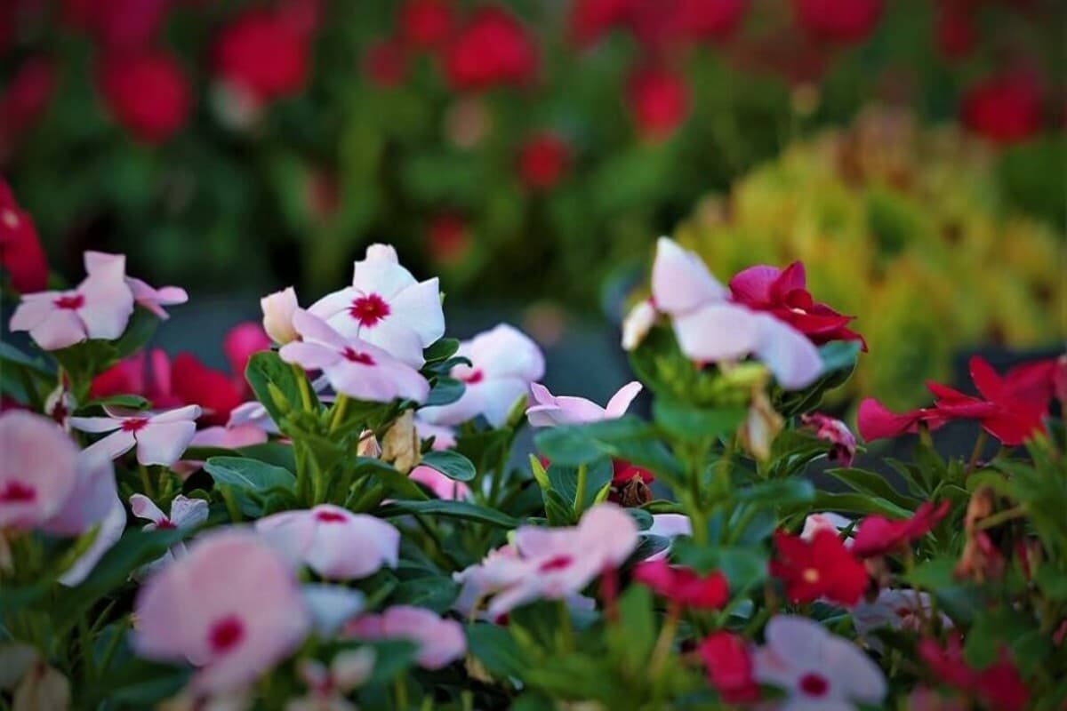 Sadabahar Leaves Benefits: हेल्थ के लिए सदाबहार की पत्तियां बेहद हैं खास, फायदे जान दंग रह जाएंगे आप