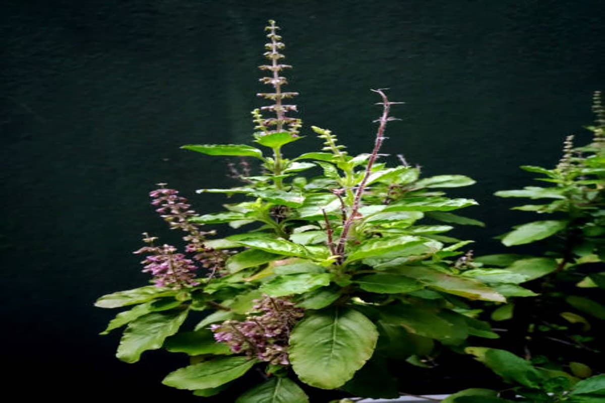 Tulsi Leaves Health Benefits: बड़े ही कमाल की होती हैं तुलसी की पत्तियां, जानें इनके चमत्कारिक लाभ