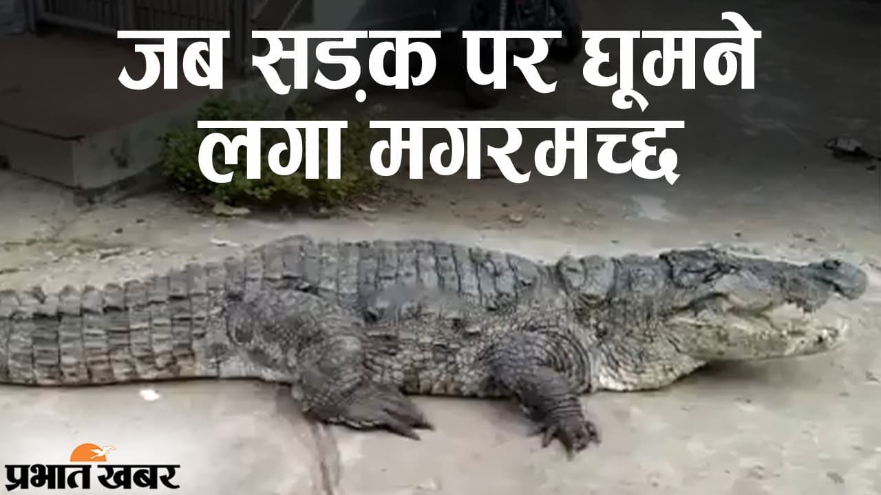 जब कर्नाटक के रिहायशी इलाके में घूमने लगा मगरमच्छ, सोशल मीडिया पर वीडियो वायरल