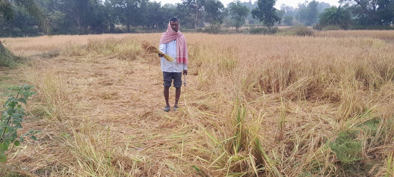 गिरिडीह : हाथियों के झुंड ने 10 एकड़ में लगी फसल को रौंदा