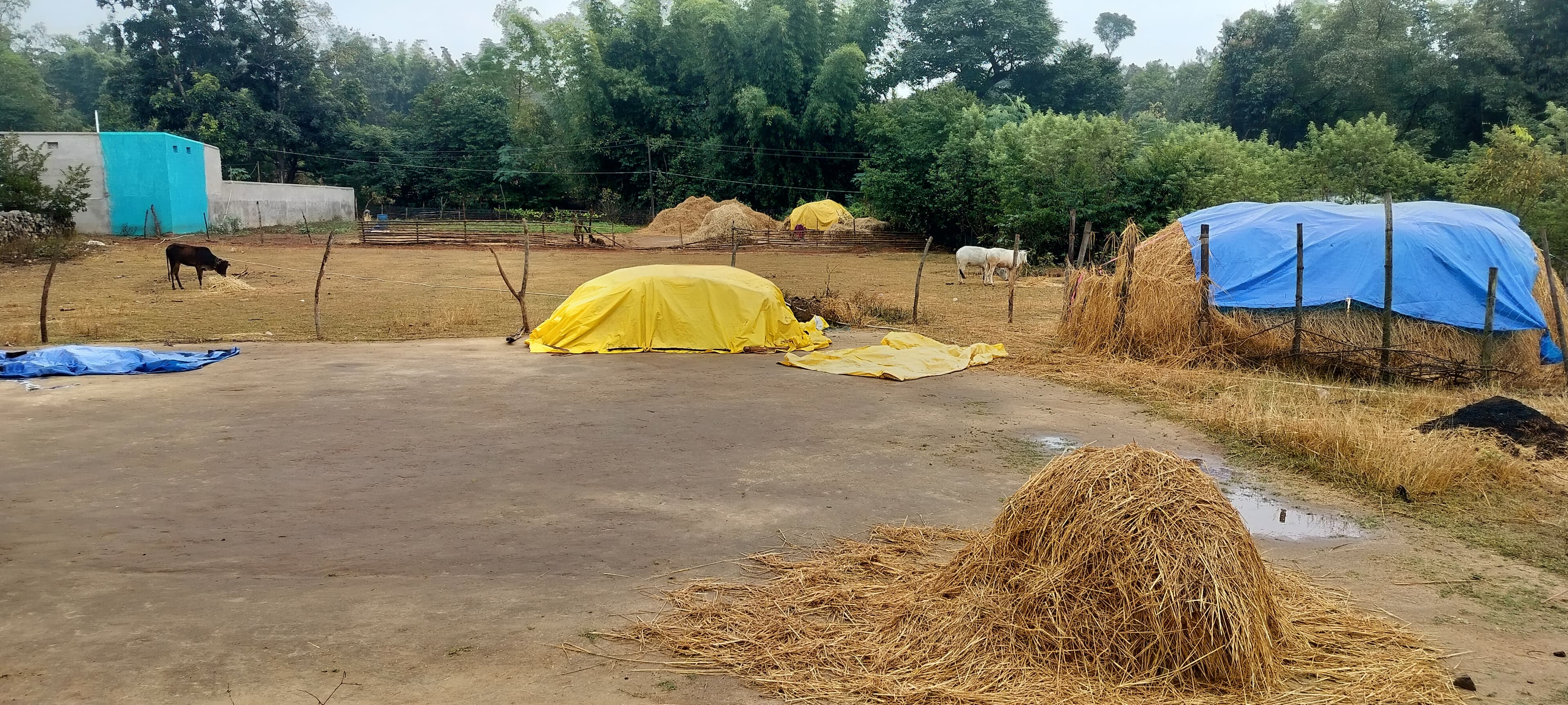 गुमला में मिचौंग ने मचाई तबाही, धान की फसल बर्बाद, किसान बेहाल