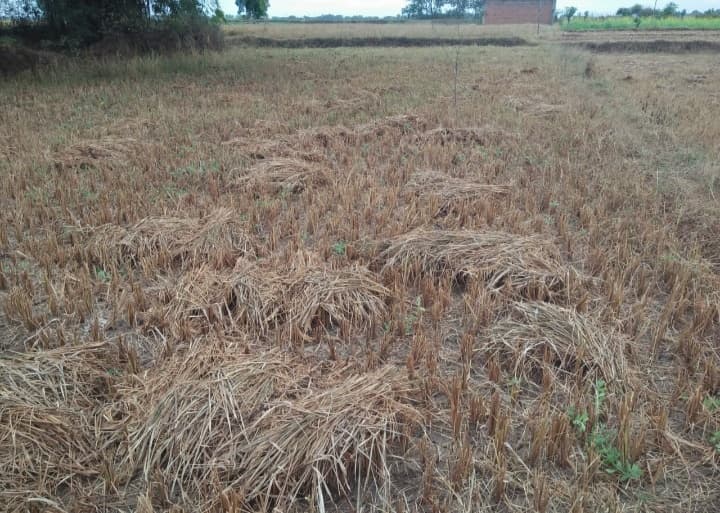 लोहरदगा : बेमौसम बारिश से गिरा तापमान, धान का फसल नुकसान, किसानो का बुरा हाल