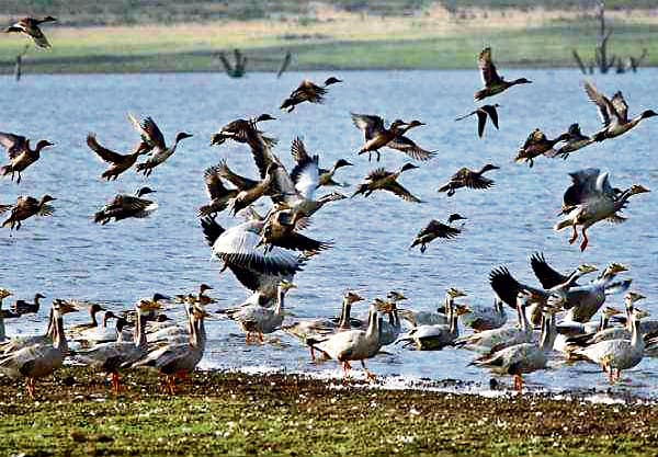 500 वर्ग किमी में फैले हीराकुद डैम में 32 टीमों ने शुरू की पक्षियों की गणना, ओडिशा के जंगल में दिखे काले बाघ