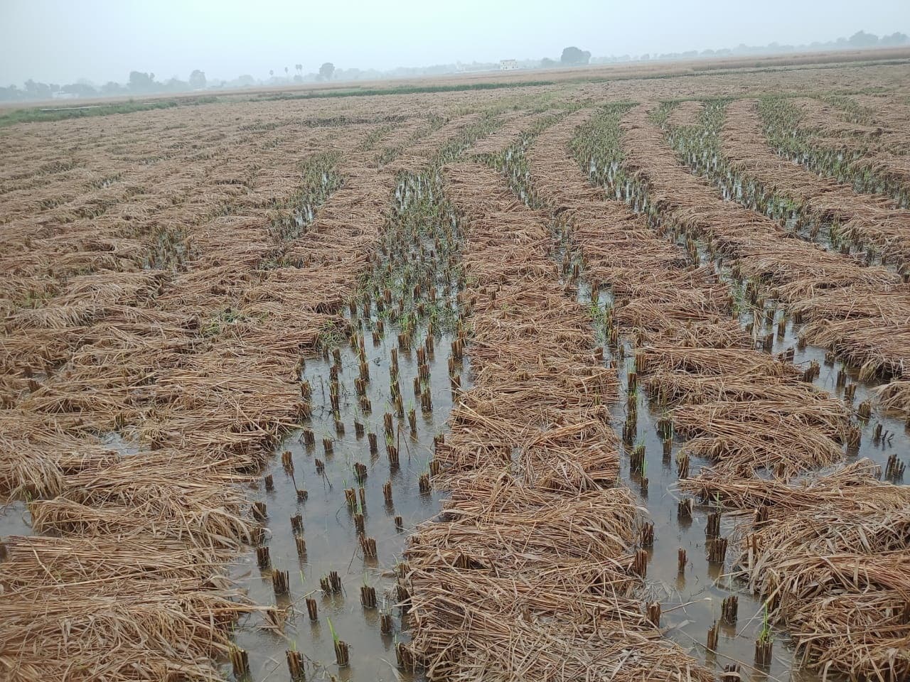 गढ़वा : लगातार बारिश ने किसानों की मेहनत पर फेरा पानी, पकी व कट चुकी फसलों को भारी नुकसान