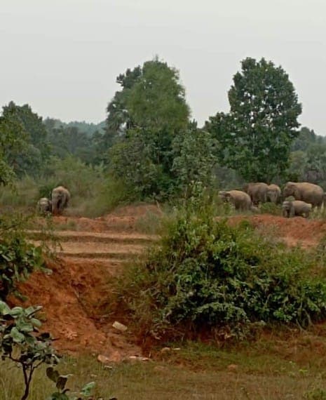 हजारीबाग : बारिश के बाद हाथियों के आतंक ने बढ़ाई किसानों की परेशानी, खलिहान में रखे फसल को किया बर्बाद