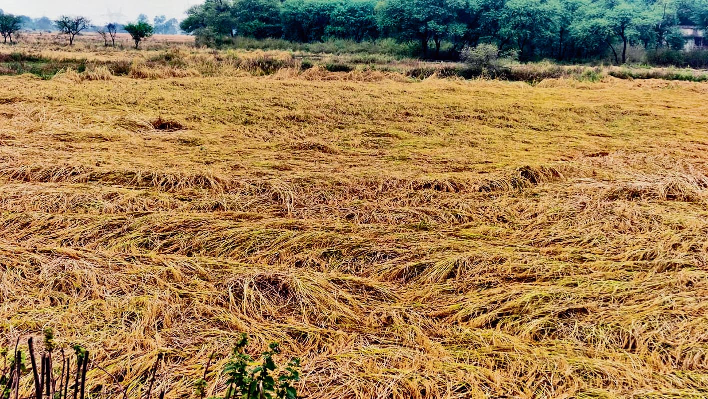 बिहार में बारिश ने बढ़ाई किसानों की चिंता, खेतों में पड़ा धान हो रहा खराब, जानिए कीमतों पर क्या पड़ेगा असर?