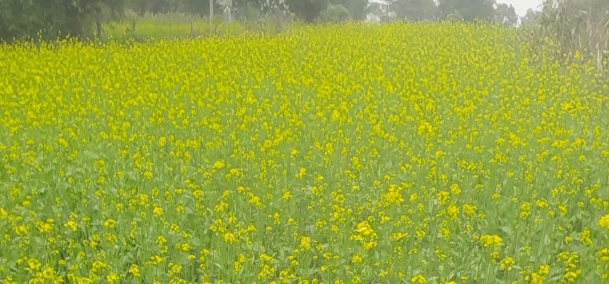 गढ़वा : तीन दिन में 15 मिमी बारिश से धान-सब्जी को नुकसान, रबी की फसल को लाभ, ठंड से ठिठुर रहे लोग