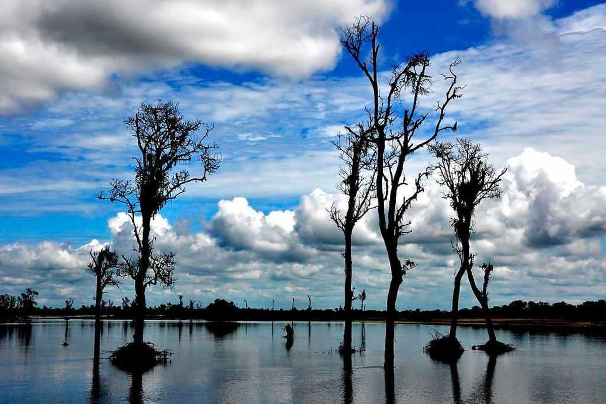 Assam Tourism Places: दिल को चाहिए सुकून तो एक बार जरूर घूमने जाएं असम