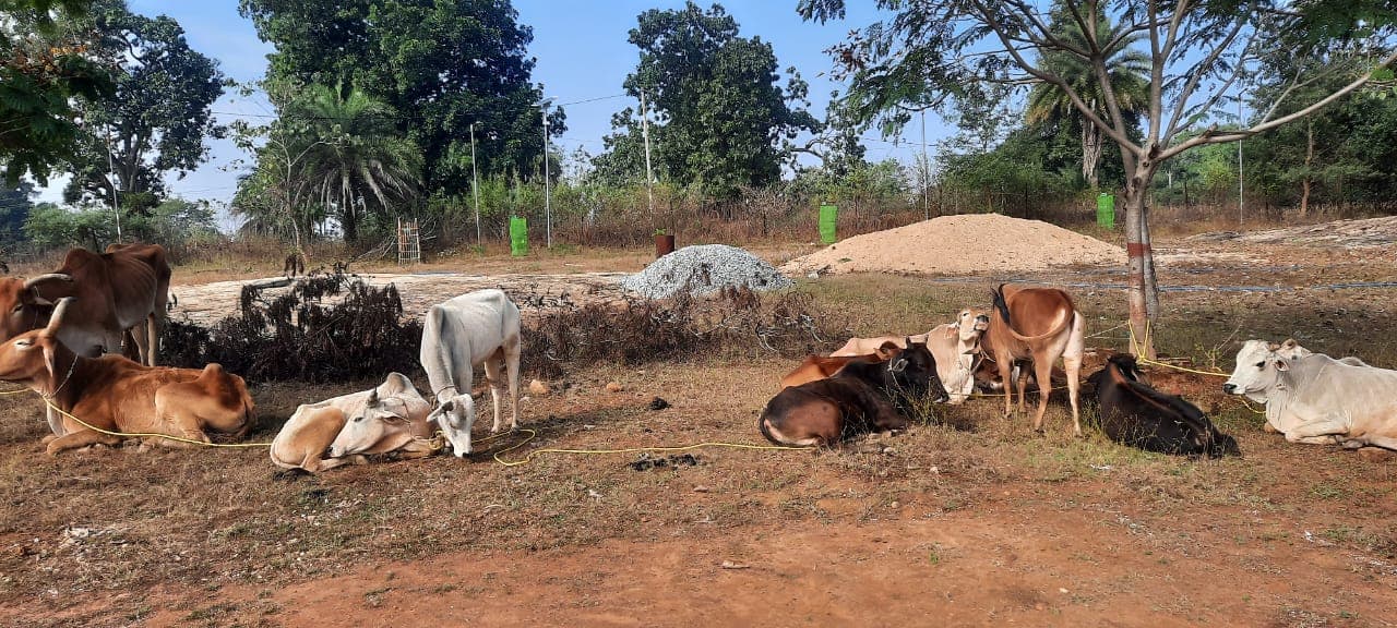 झारखंड : केरसई पुलिस ने चार मवेशी तस्कर को भेजा जेल