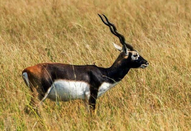 सासाराम में काला हिरण शिकार कांड में फंसे दारोगा, DIG ने सेवा से किया बर्खास्त