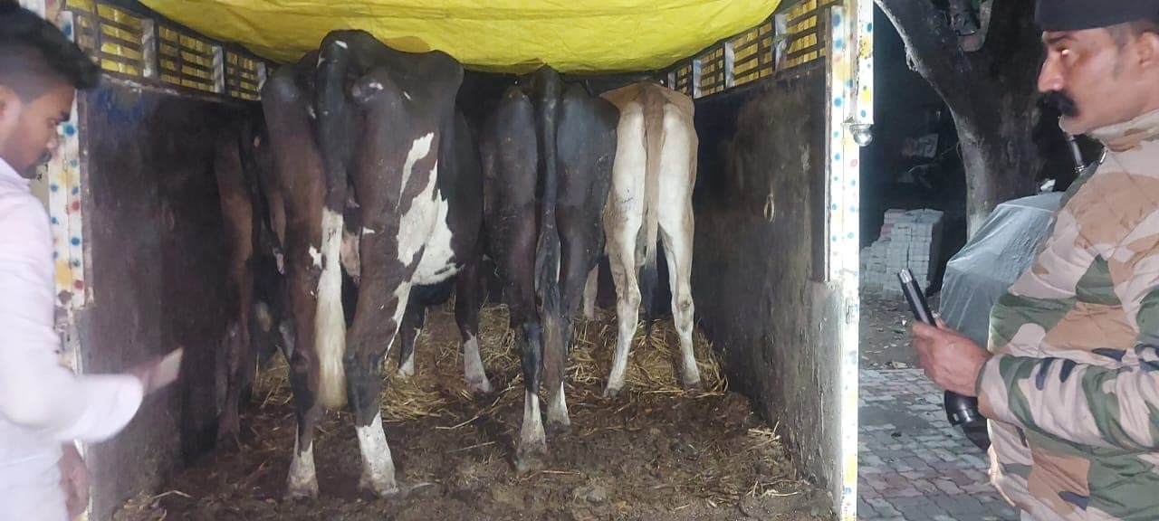 गिरिडीह : पिकअप वाहन समेत पांच गाय जब्त, चालक गिरफ्तार