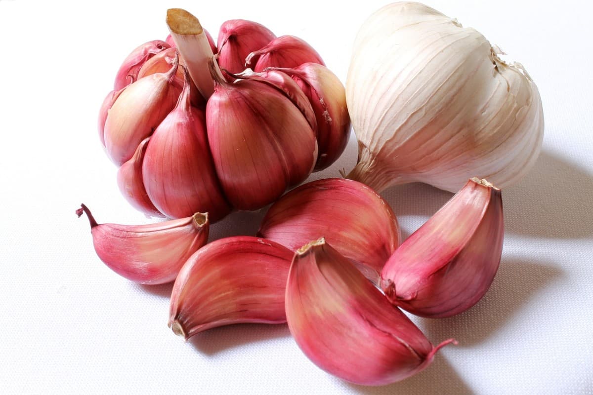 Garlic Benefits For women: महिलाओं के लिए रामबाण से कम नहीं है लहसुन, इन बीमारियों से मिलेगा छुटकारा