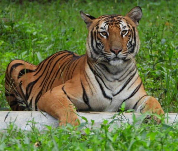 रांची : भगवान बिरसा मुंडा जैविक उद्यान में किडनी की बीमारी से पांच साल की बाघिन सरस्वती की मौत