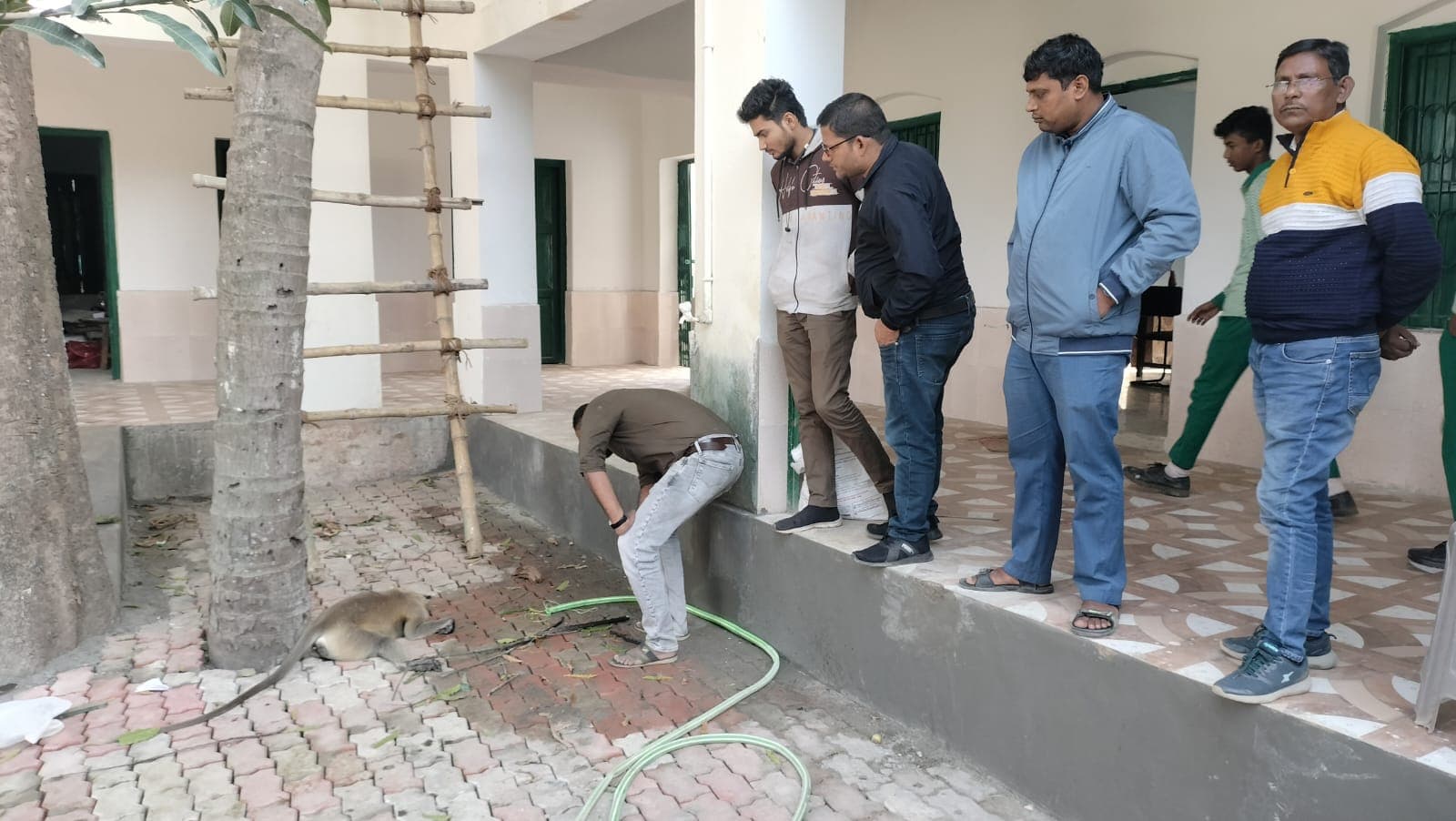पाकुड़ : महेशपुर के स्कूल में रसल वाइपर के काटने से दो बंदरों की मौत